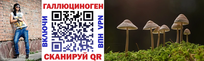 Купить Большой Камень Псилоцибиновые грибы Psilocybine cubensis